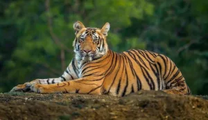 India : Cabinet approves establishment of International Big Cat Alliance (IBCA) for Tiger Conservation