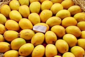 Pune Pulse Pune News : Alphonso mangoes arrive at market yard ; first box sells at Rs 21,000