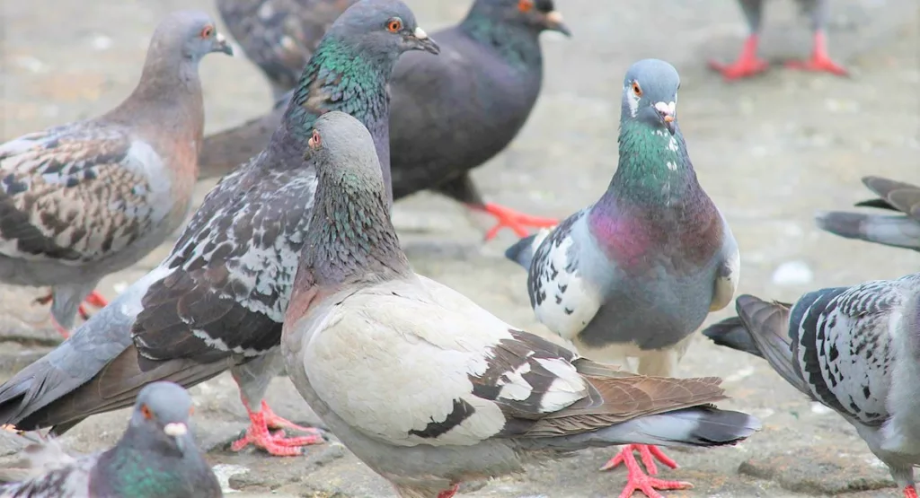 Pigeon dropping leads to lung transplant for Mumbai woman