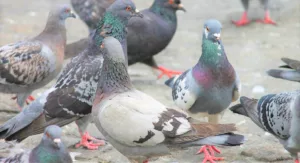 Pune : Pigeon Feeding Poses Health Concerns, Residents Demand Stern Action Against Feeders