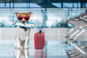 How to make travel with pets smoother and enjoyable ?