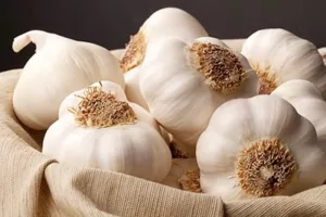 Pune Witnesses Sharp Fall In Garlic Price As New Season Begins