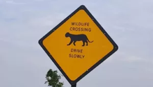 Forest Department Takes Action: Identifies Leopard Crossing Hotspots on Pune-Nashik Highway, Installs Signage