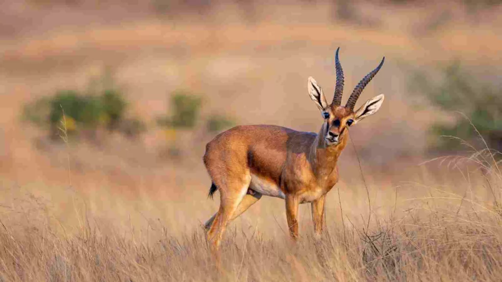 Grassland safari