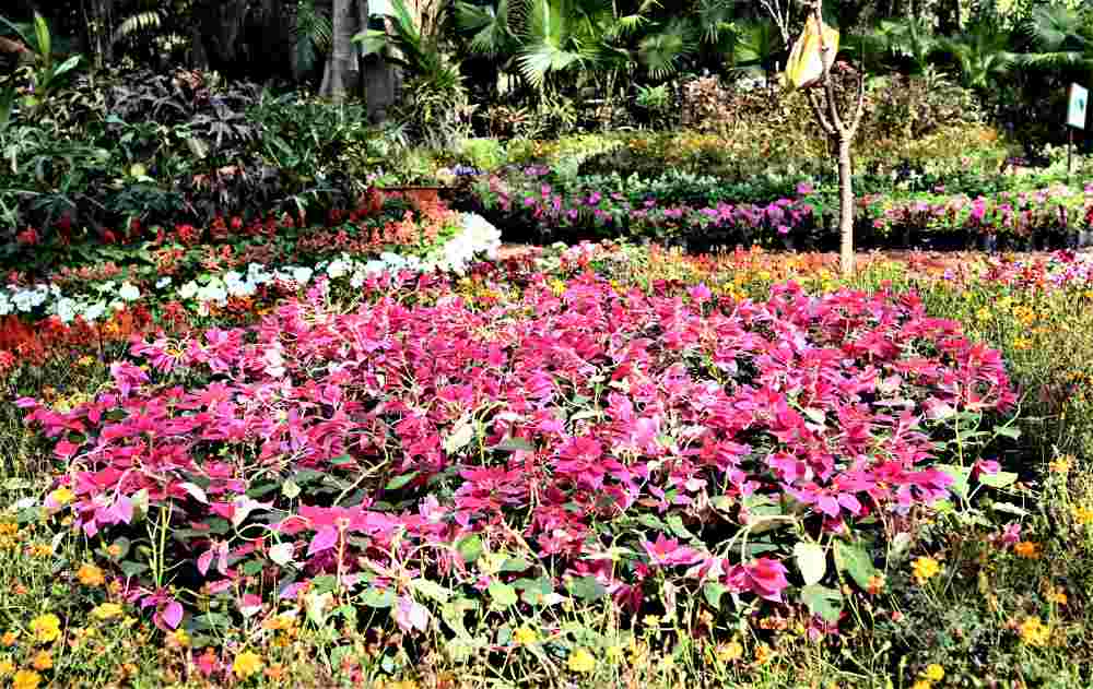 Pune : Empress Garden's Flower Exhibition 'Buds n Blooms-2024' Now Open For Public