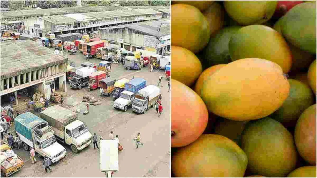 APMC Pune welcomes early arrival of mangoes