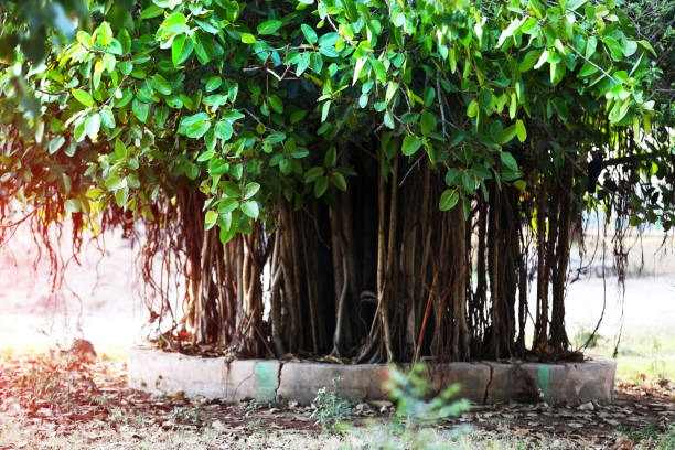 Plant Indigenous Trees in Dudulgaon Area, Handover Forest Land Transfer to Municipal Administration