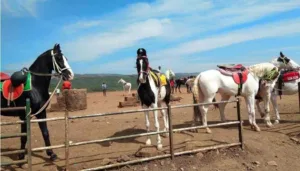 Equine waste mixing in Mahabaleshwar's Venna Lake, spreading diseases : Reveals Study