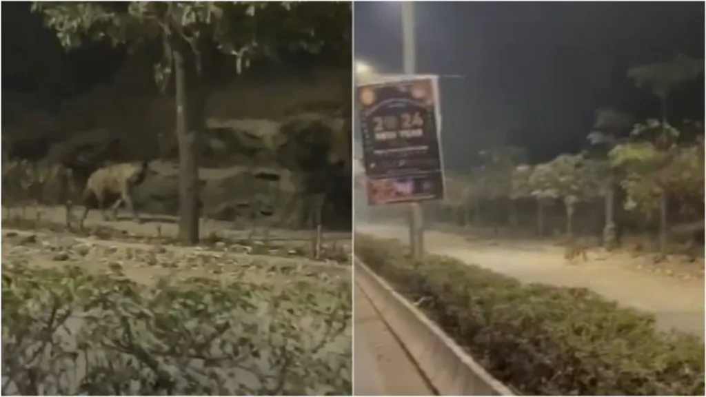 Hyena spotted in Dhanori; residents appealed to remain alert