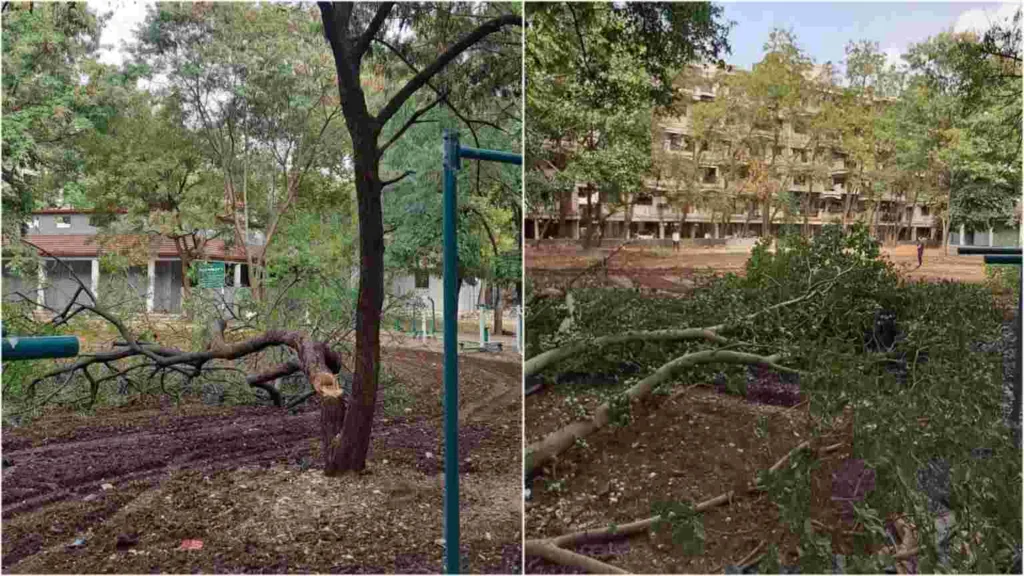 Pune : Trees in Hadapsar society illegally pruned; PMC issues notice to builder