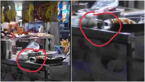 Viral Video: Rats enjoying food at IRCTC stall; Railway division responds