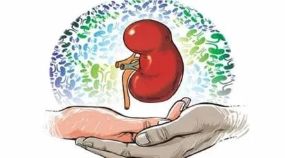 Pune tops in number of organ donors in Maharashtra in 2023