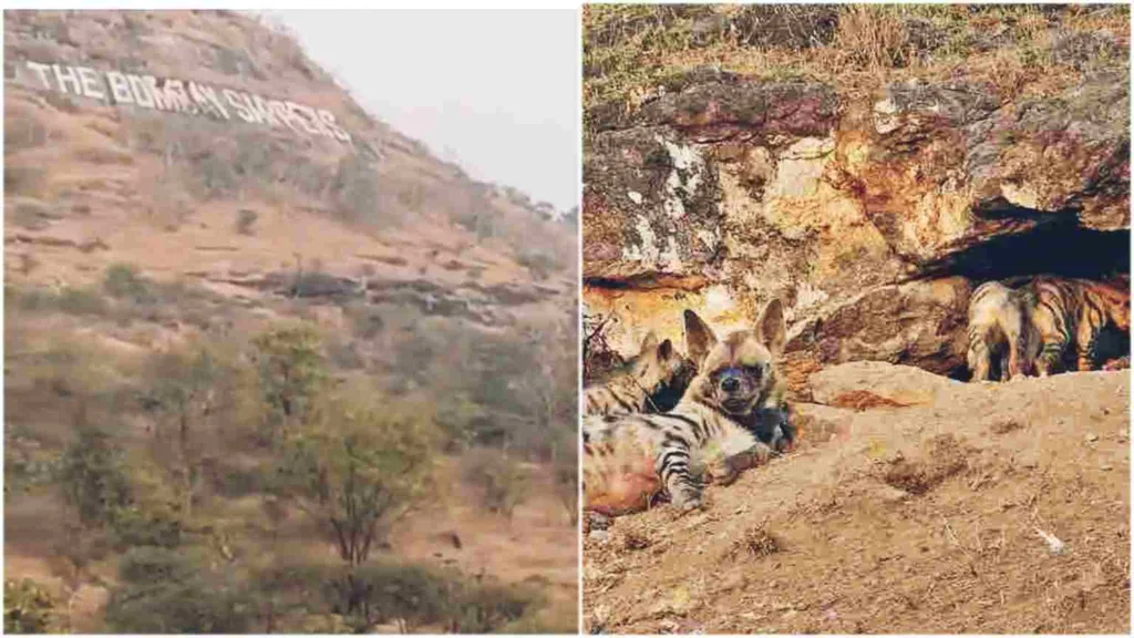 Viral Video: 4 Hyenas spotted near Bombay Sappers Hill in Pune
