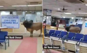 Bull entered SBI Bank in broad daylight, spark terror by roaming around