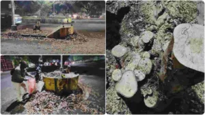 Full-grown tree felled in Nigdi Pradhikaran; residents demand immediate action
