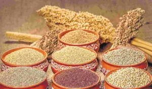 Pune : Millet Festival organized from January 17