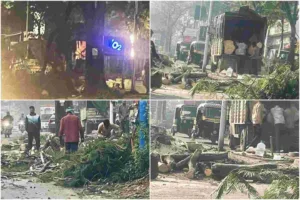 Pune : 3 trees felled in NIBM area irks citizens; PMC says will inspect matter