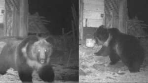 Rare Tibetan bear spotted in India, forest official shares 1st ever pictures from Sikkim