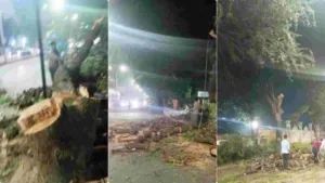 Koregaon Park tree felling: Public hearing to happen on Jan 25