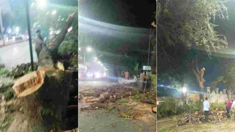 Koregaon Park tree felling: Public hearing to happen on Jan 25