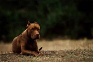 Maharashtra: FIR Registered Against Pitbull ‘Owner’ For Allowing Attack On Community Dog 