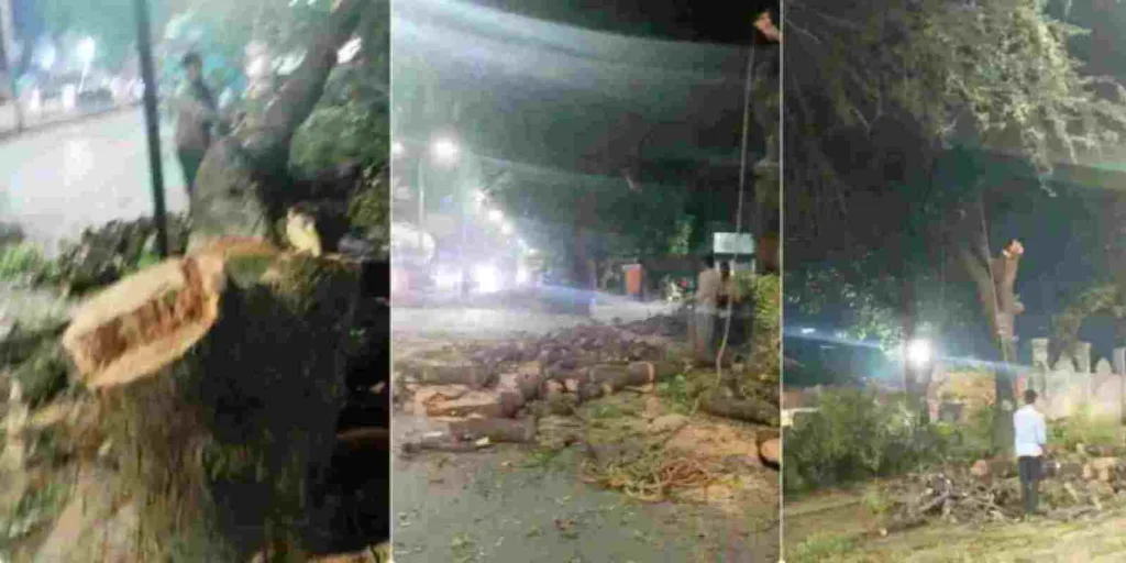Koregaon Park tree-cutting meeting: Timing revised to 3 pm; Check details