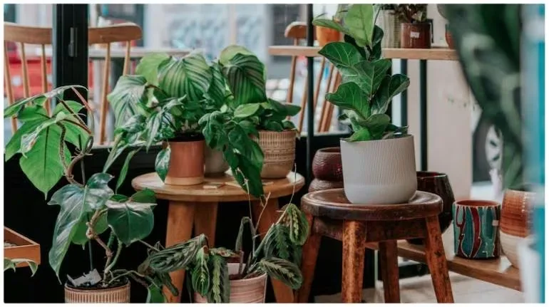 Language of Plants: Unveiled how plants communicate and defend