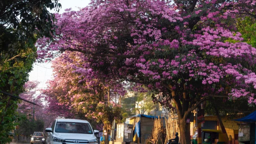 Blanket of Pink flower covers Bengaluru
