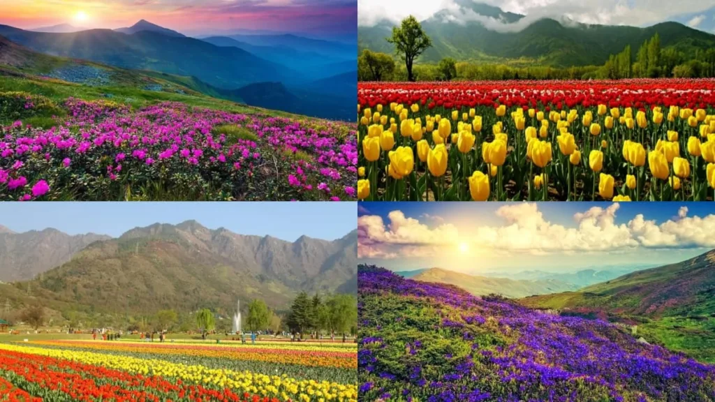 Discover the Beauty of Spring
