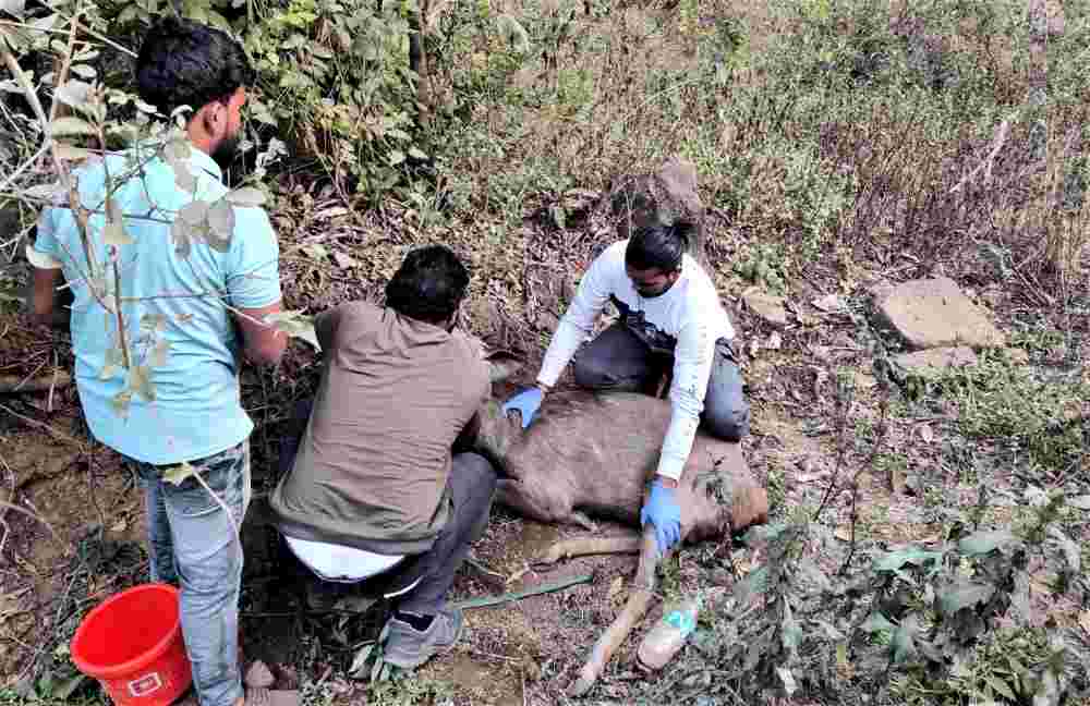 Pune : Sambar Deer saved by villagers and wildlife rescue team of Maval