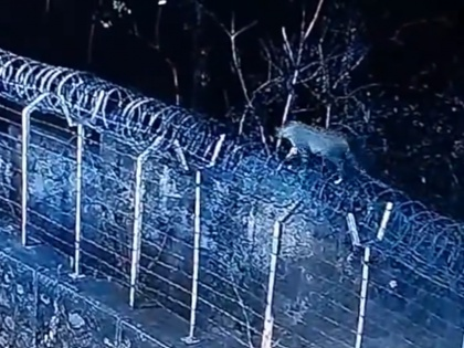 Leopard Roaming Near Housing Complex In Mumbai, Patrolling On
