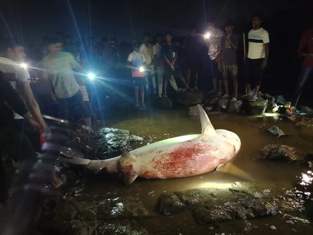 Shark Attack in Maharashtra's Palghar District Man Survives, Locals Capture and Kill 200-kg Bull Shark