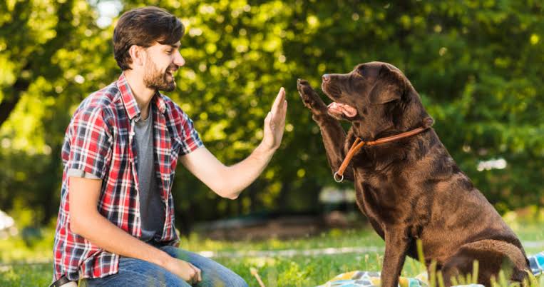 Ahmedabad Municipal Corporation's New Pet Policy Aims for Responsible Ownership