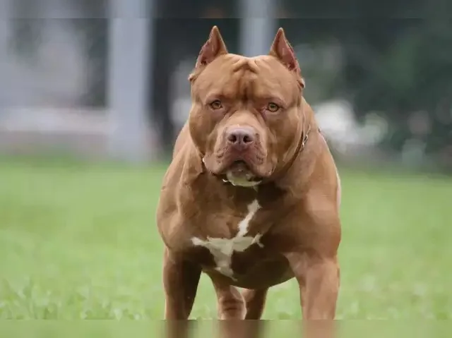 Pune : Controversy Surrounds Pit Bull Attacks As Multiple Incidents Calls for Breed Ban