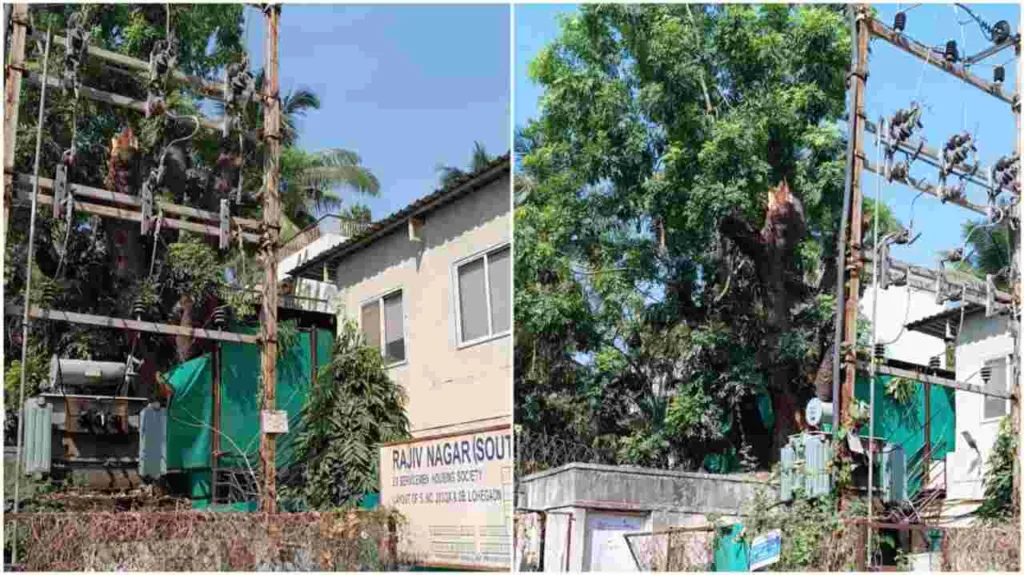 Pune : Residents Voice Concerns Over Tree Removal in Viman Nagar, PMC Refutes Allegations