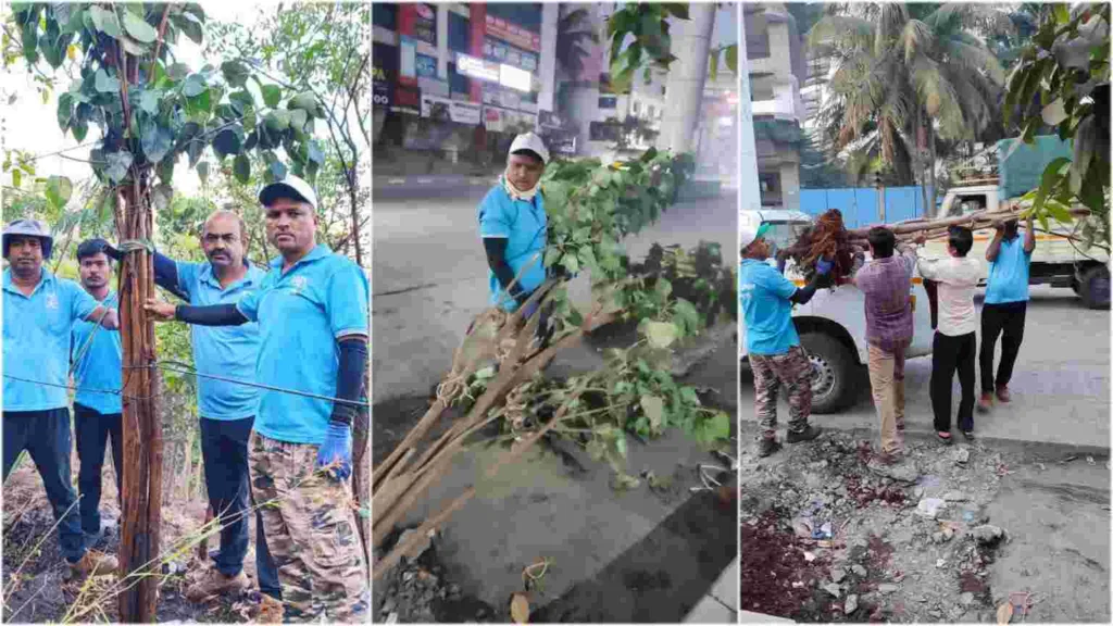 Pune : 20 feet tall peepal tree obstructing metro route replanted by Vasundhara Abhiyan members in Baner 