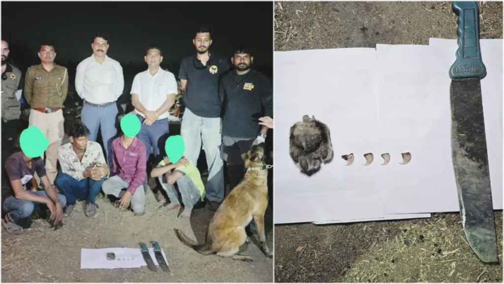 Pune : Forest department seizes claw and toe nails of leopard found dead in Vadgaon Shinde area