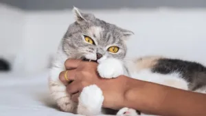 Shocking !!! Increasing cases of dog and cat bites in Pune, raises concerns