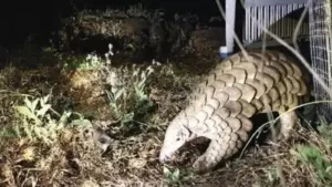 Forest Department Nabs 6 in Indian Pangolin Smuggling Case in Pune