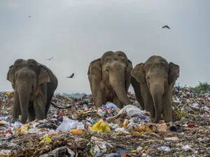 Pune : Plastic Menace Threatens Ecological Harmony, Reveal Environmentalist