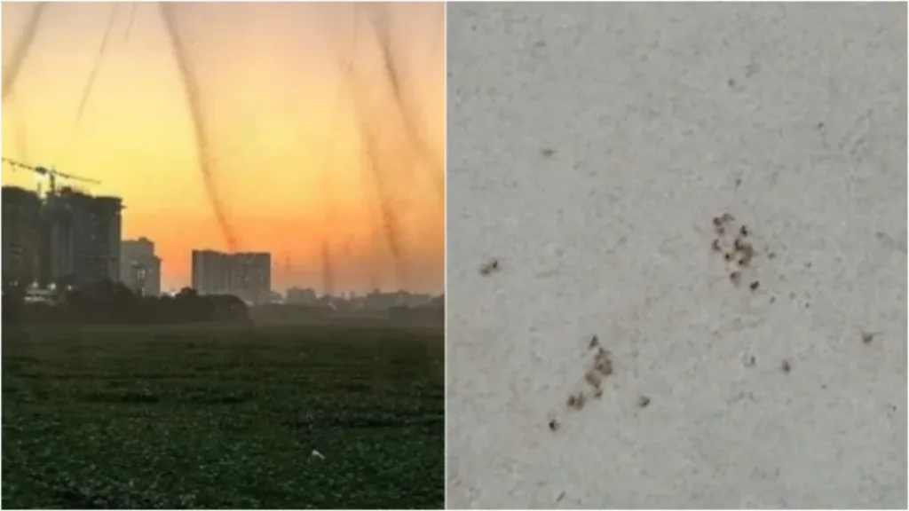 Shocking Video from Pune : Mosquito menace raises health concerns among residents in Kharadi