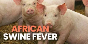 African Swine Fever Detected in Pune: Urgent Vaccination Drive Initiated