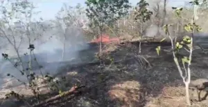 Pune : Fire Engulfs Mohammadi;s Forest Area On NIBM Road, 200-250 Trees Burnt