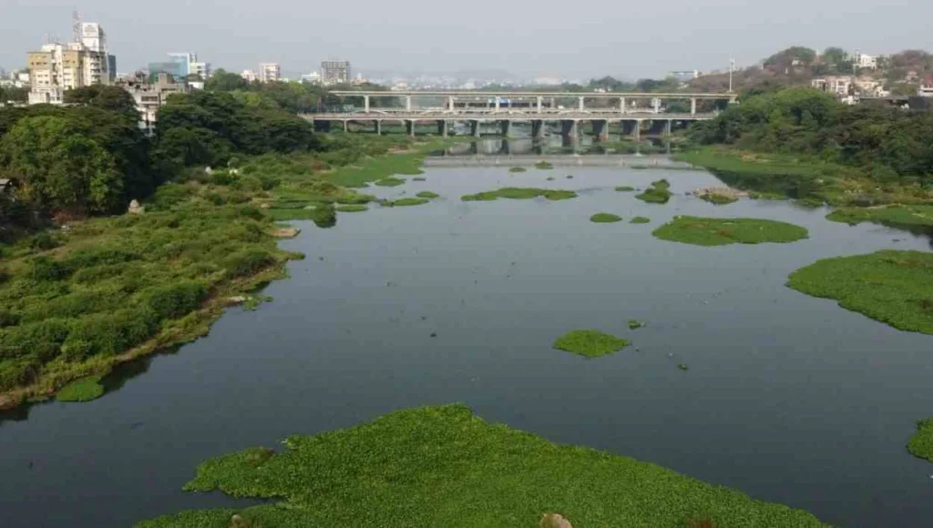 Pune : Decline in Mutha River Bank's Plant Diversity Raises Concerns, 200 Plant Species Lost In 66 Years