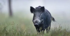 Pune : Wild Boar Causes Panic in Yerwada Neighborhood, Prompting Swift Action