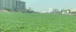 Pune : Mula-Mutha River Covered in Hyacinth Sparks Outcry, Keshav Nagar Mundhwa Citizens Demand Immediate Action