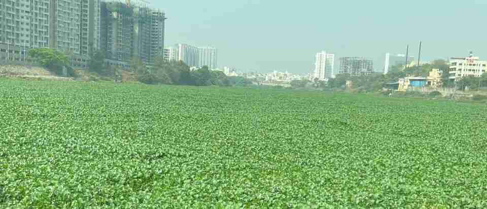 Pune : Mula-Mutha River Covered in Hyacinth Sparks Outcry, Keshav Nagar Mundhwa Citizens Demand Immediate Action