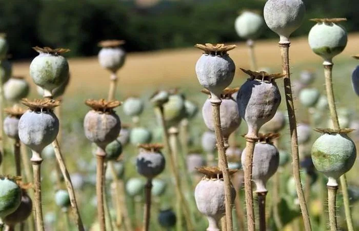 Pune: Two Purandar Farmers Arrested for Cultivating Opium Amidst Onion and Chrysanthemum Crops; 10 kg Seized