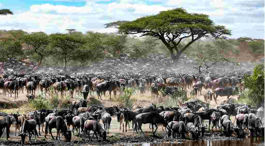 Beating the Heat: Indian Travelers Unfazed by Hike Of Entry Fee in Masai Mara