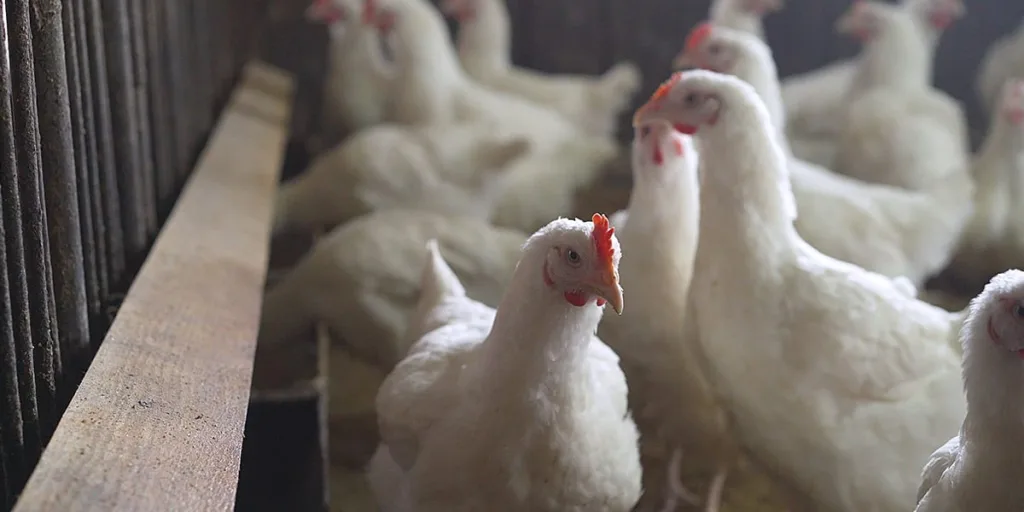 Bird Flu Scare in Maharashtra: Over 7,000 Birds Culled, 2,230 Eggs Destroyed